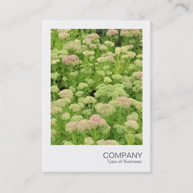 Instant Photo 058 - Sedum (Autumn Joy) Business Card (Front)