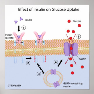Insulin and Glucose uptake Poster