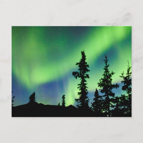 Intense Aurora borealis over black spruce taiga Postcard