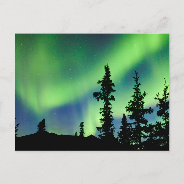 Intense Aurora borealis over black spruce taiga Postcard (Front)