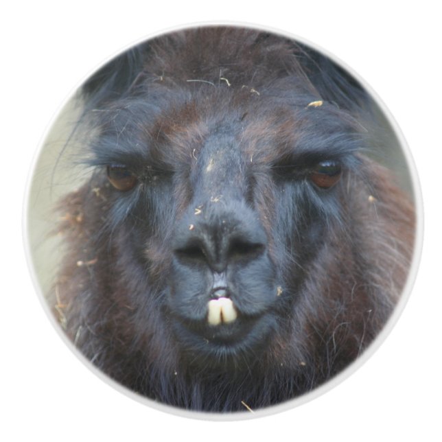 Intense Black Llama Face Close Up  Ceramic Knob (Front)