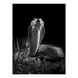 Intense Black & White King Cobra Fine Art Print |