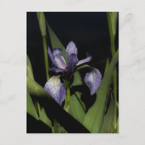 Intense Blue Flag Iris Flower Postcard
