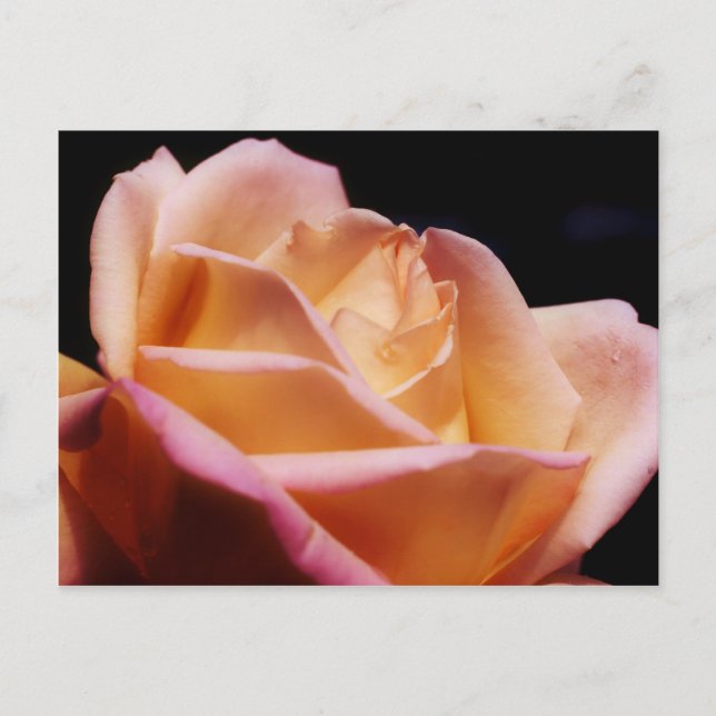 Intense Colored Yellow Rose Flower Postcard (Front)