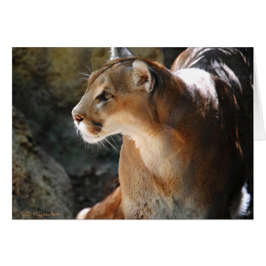 Intense Cougar Cards (Front Horizontal)