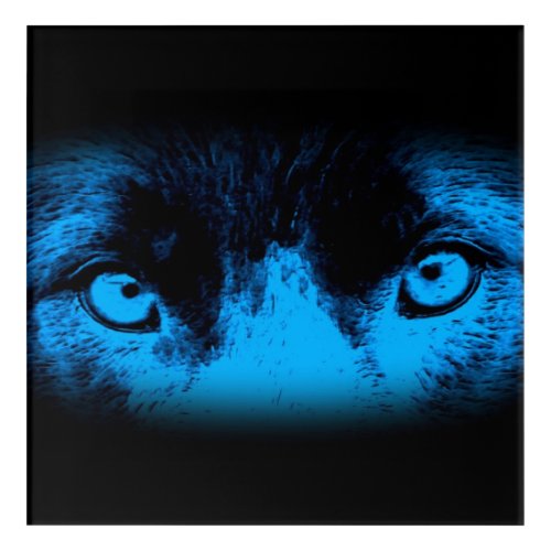Intense Dog Eyes In Blue   Acrylic Print