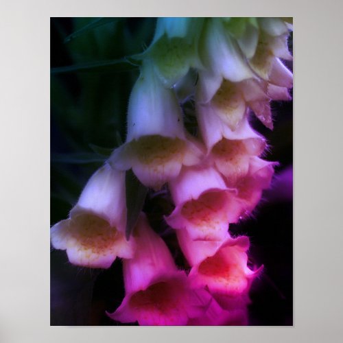 Intense Foxglove Flowers Abstract Close Up Poster