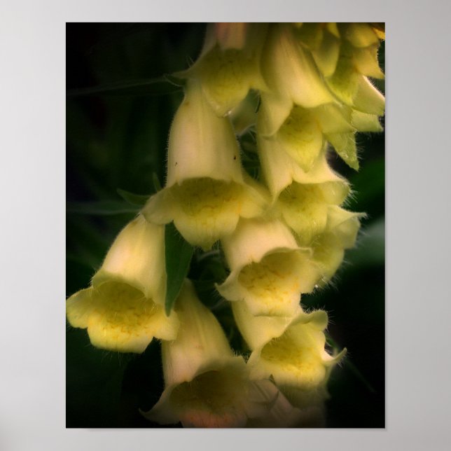 Intense Foxglove Flowers Poster (Front)