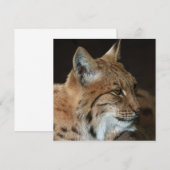 Intense Gaze: Close-up of a Lynx (Front/Back)