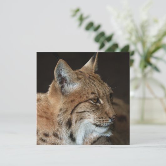 Intense Gaze: Close-up of a Lynx (Standing Front)