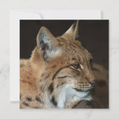 Intense Gaze: Close-up of a Lynx (Front)