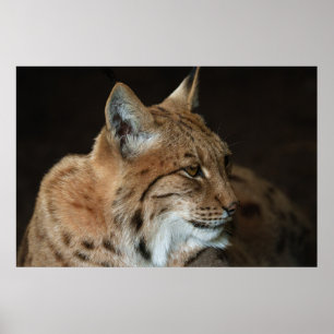 Intense Gaze: Close-up of a Lynx Poster