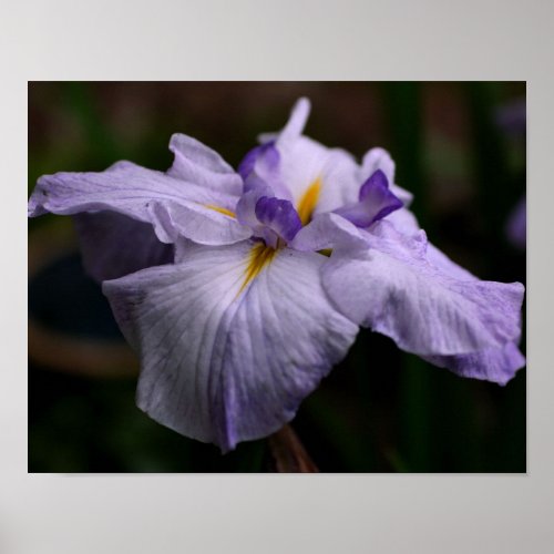 Intense Japanese Iris Flower Close Up Poster