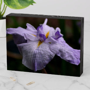 Intense Japanese Iris Flower Wooden Box Sign