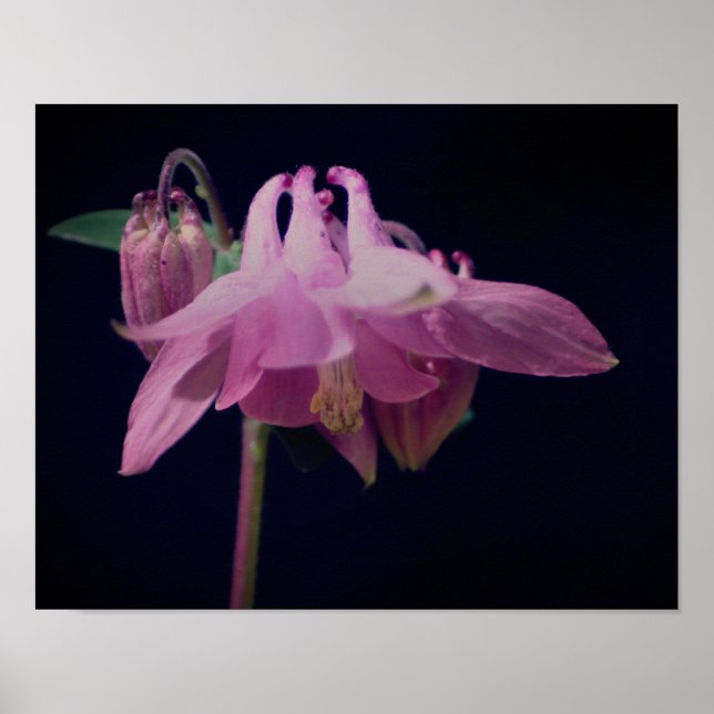 Intense Pink Columbine Flower Close Up Poster (Front)