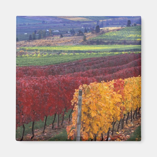 Intense red and yellow fall colors on Gehring Magnet (Front)