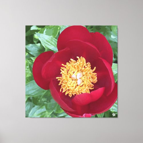 Intense Red Peony Canvas Print