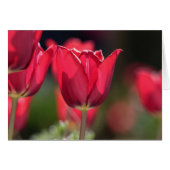Intense Red Tulip (Front Horizontal)
