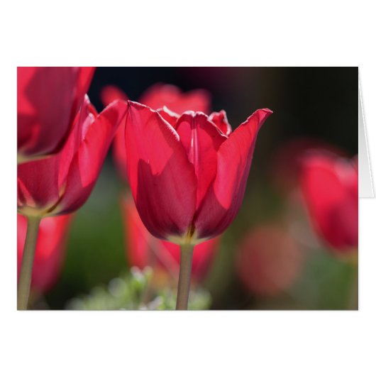 Intense Red Tulip Cards (Front Horizontal)