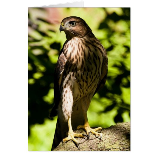 Intense Stare Cards (Front)