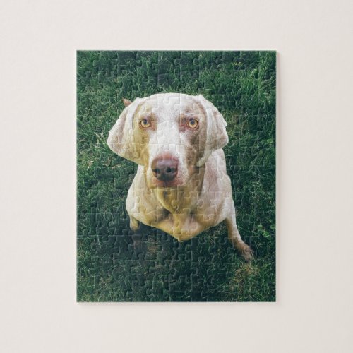 Intense Weimaraner Jigsaw Puzzle