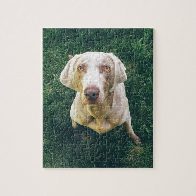 weimaraner jigsaw puzzle