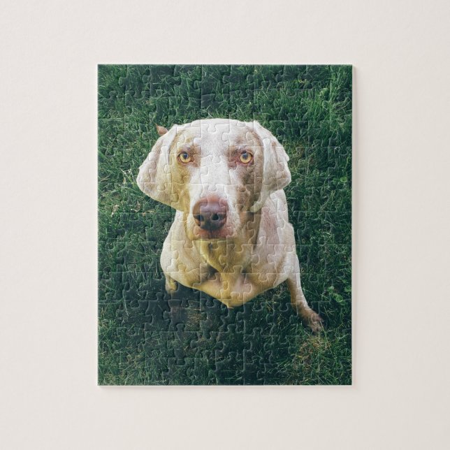 Intense Weimaraner Jigsaw Puzzle (Vertical)