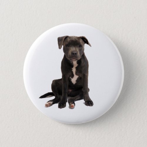 Intensely adorable blue staffy button