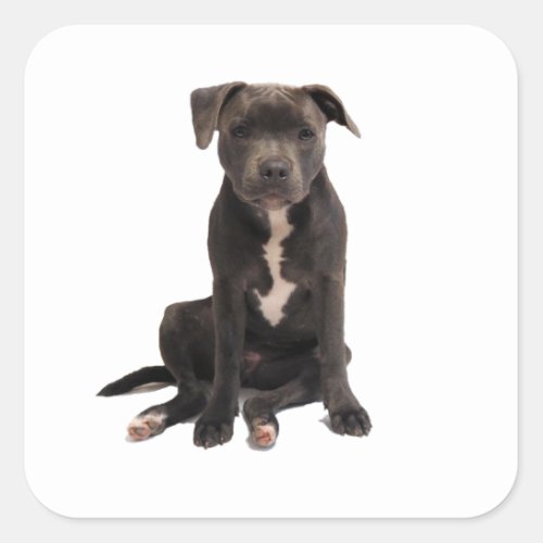 Intensely Adorable Blue Staffy Square Sticker