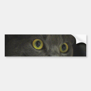 Intensity Bumper Sticker