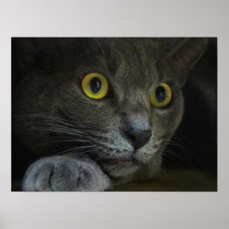 Intensity Print