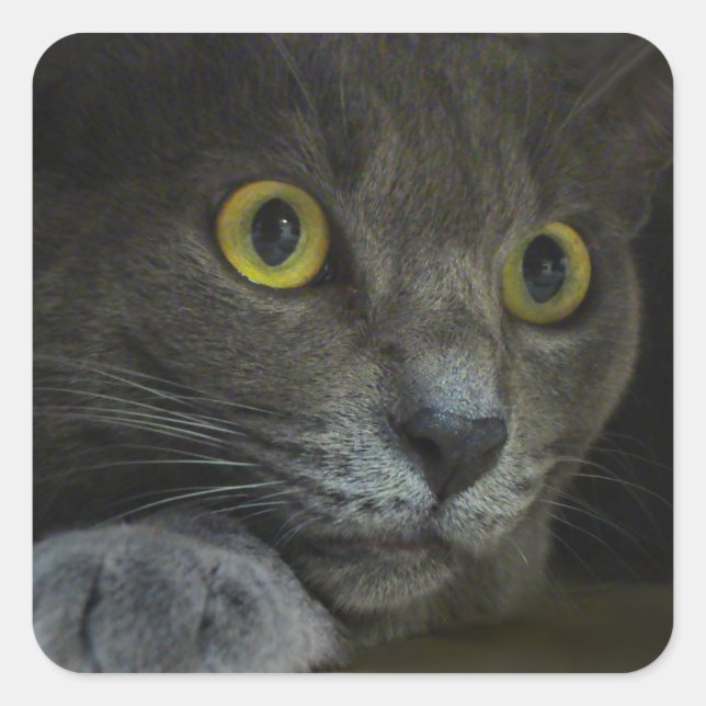 Intensity Stickers (Front)