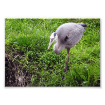 Intent Heron