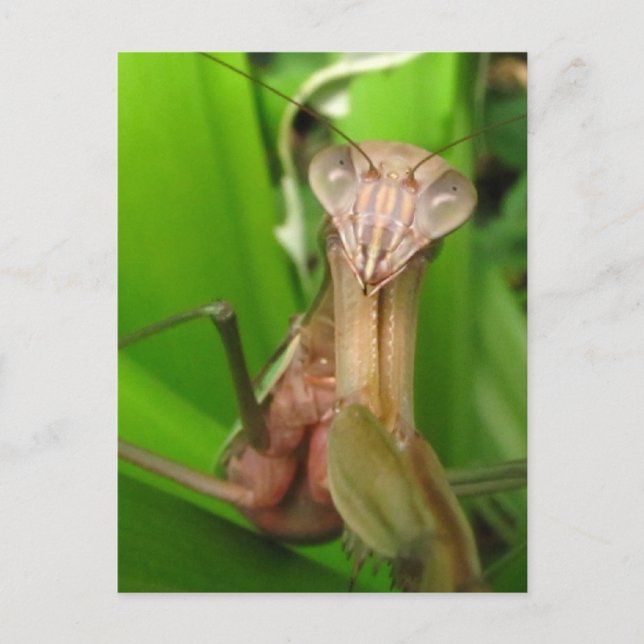 Intent Mantis ~ postcard (Front)