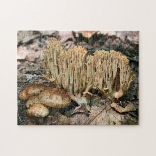 Interesting Wild Mushrooms Nature  Jigsaw Puzzle