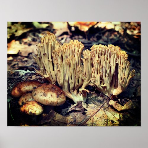 Interesting Wild Mushrooms  Poster