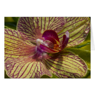 Interior of an Orchid Cards