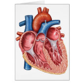 Interior Of Human Heart (Front)