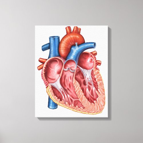 Interior Of Human Heart Canvas Print