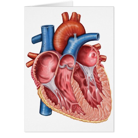 Interior Of Human Heart Cards (Front)