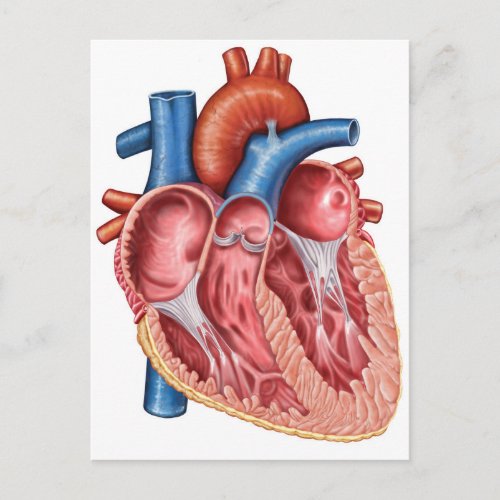 Interior Of Human Heart Postcard