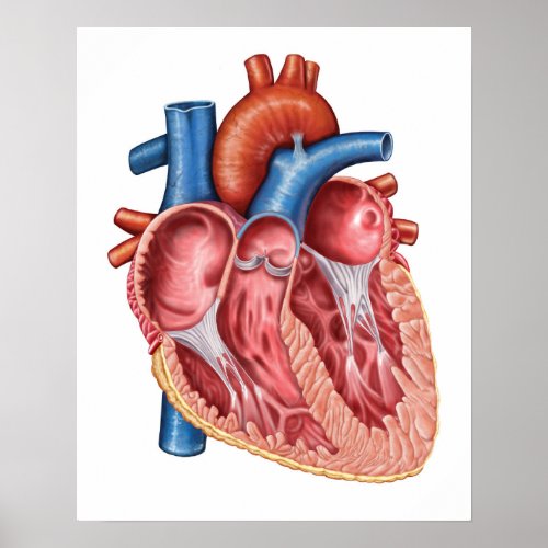 Interior Of Human Heart Poster