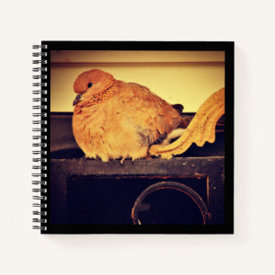 Intermission notebook