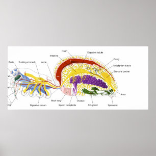 Internal Anatomy of a Female Two Lunged Spider Poster