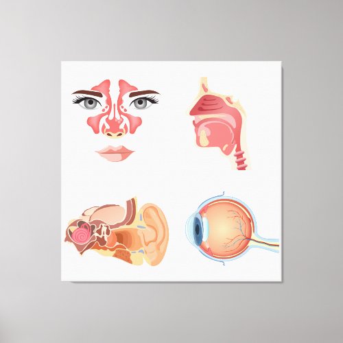 Internal human organs canvas print