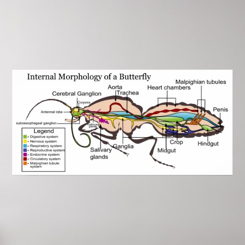 Internal Morphology of Moth Butterfly Lepidoptera Poster