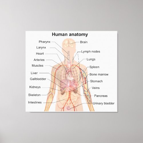 Internal Organs Human Body Anatomy Chart Canvas Print