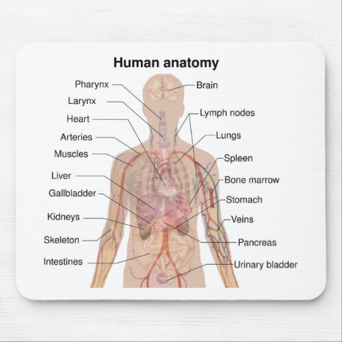 Internal Organs Human Body Anatomy Chart Mouse Pad