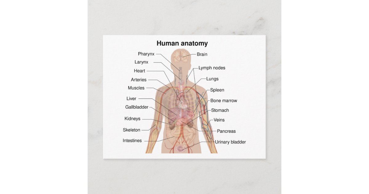 Internal Organs Body Chart.pdf Internal Organs Human Body Anatomy Chart Postcard | Zazzle