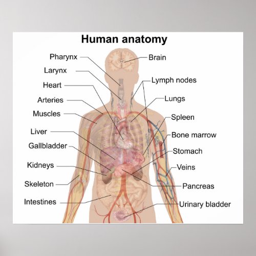 Internal Organs Human Body Anatomy Chart Poster 